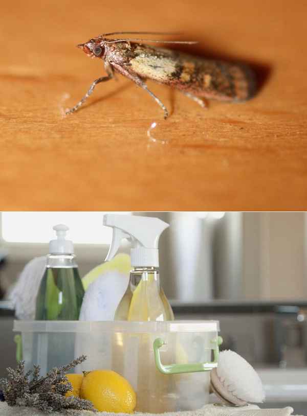 Как избавиться от мошек в квартире и избежать повторного появления? Советы +Фото и Видео