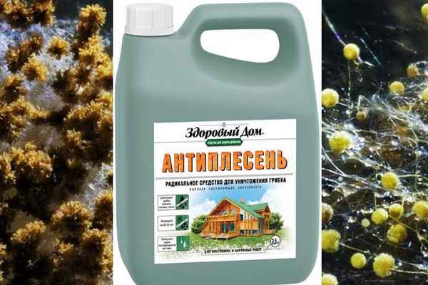 Антиплесень для стен: эффективное средство для борьбы с грибком +Видео
