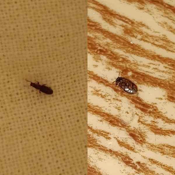 Как самостоятельно вывести небольших коричневых жучков в квартире: Советы +Видео