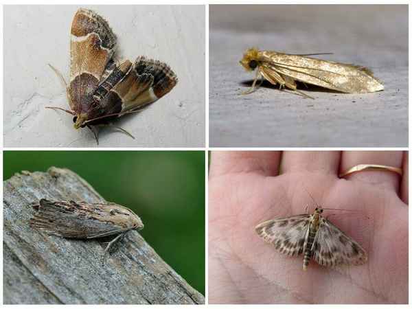 Как выглядит бабочка моли: ее разновидности, что она ест и как с ней бороться +Видео