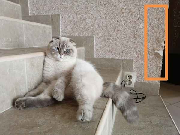 Решение вечной проблемы «кот и обои» в использовании правильного отделочного материала- Обзор +Видео