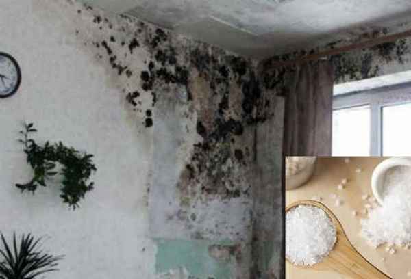 Сырость в помещении - причины появления и способы устранения: Обзор +Видео