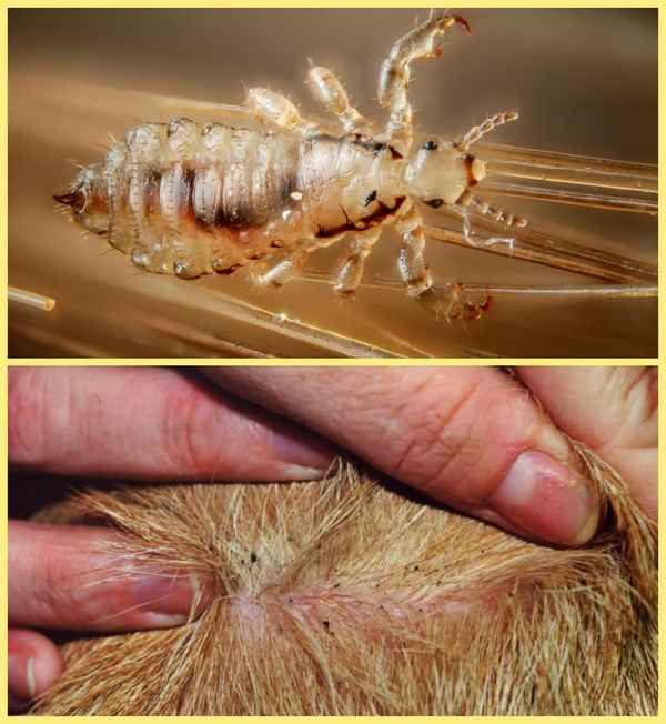 Что представляют собой бельевые вши и чем они опасны для человека: Обзор +Видео