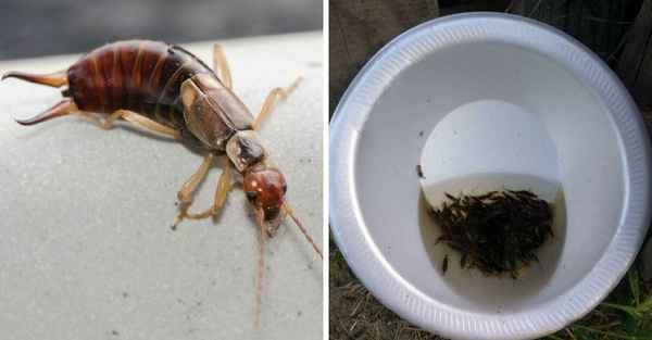 Как избавиться от двухвосток  в частном доме и квартире?