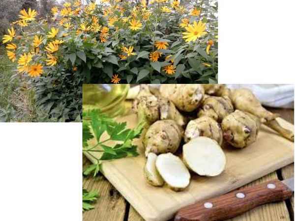 Топинамбур: когда выкапывать урожай и как правильно хранить