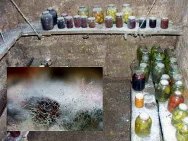 Эффективные способы победить плесень в подвальных помещениях