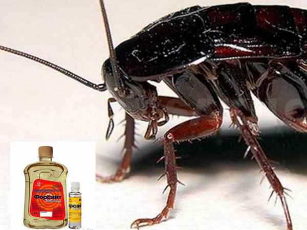 В чём заключается эффективность средства «Форсайт» в борьбе с клопами, таpaканами, блохами и клещами