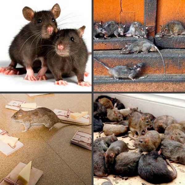 Дератизация - определение, как избавиться от крыс и мышей