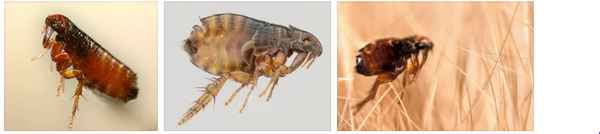 Самые эффективные способы избавления от земляных блох