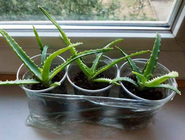 Алоэ - виды, выращивание, правильный уход