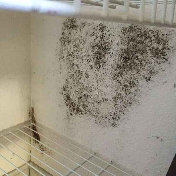 Как избавиться от плесени в холодильнике