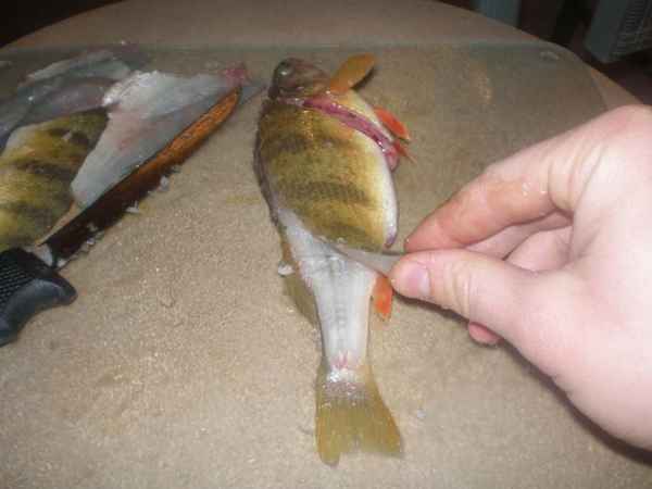 Как быстро и просто почистить окуня