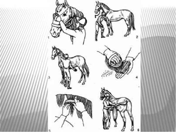 Уход за лошадьми - основные этапы