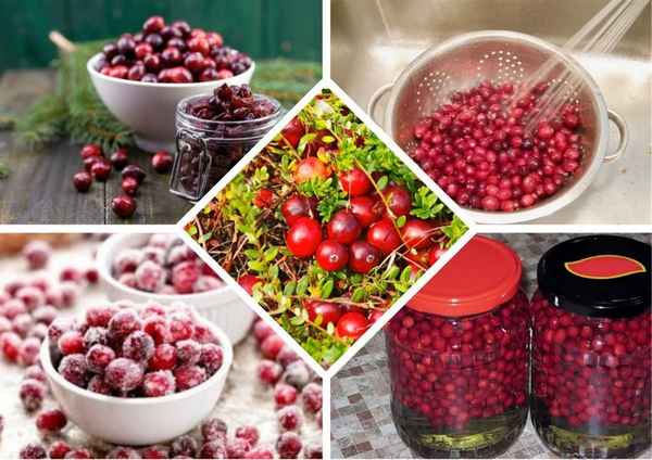Хранение клюквы в домашних условиях зимой в свежем виде и не только  