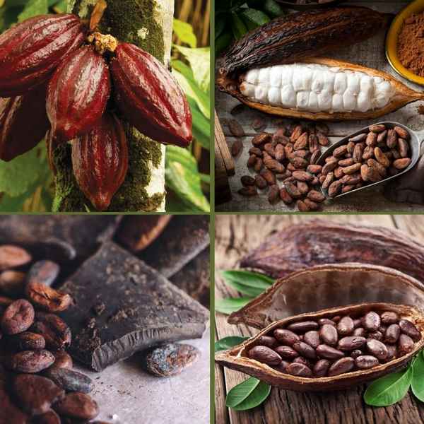 Выращивание какао бобов в России