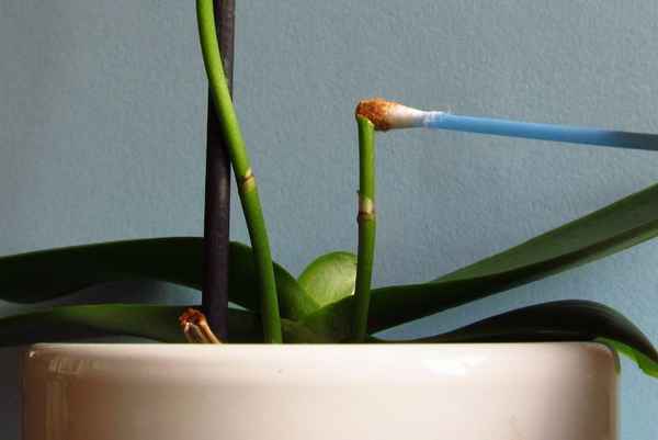 Как правильно обрезать цветонос у орхидеи?