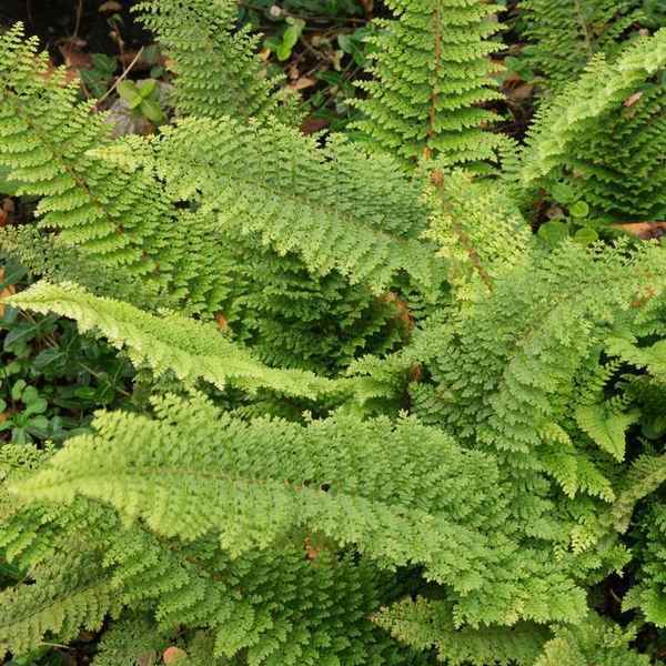 Многорядник щетинконосный Плюмозум Денсум