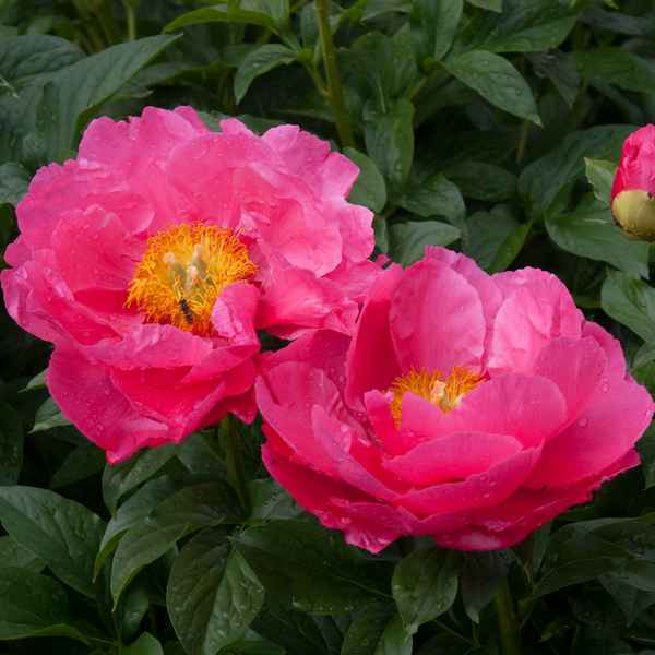 Пионы Паула Фэй