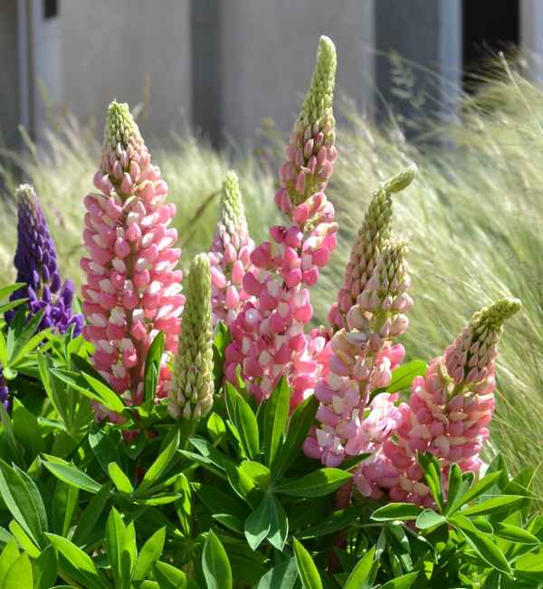 Люпин Галерея розовый