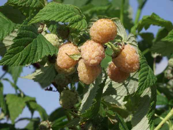 Малина Челябинская жёлтая