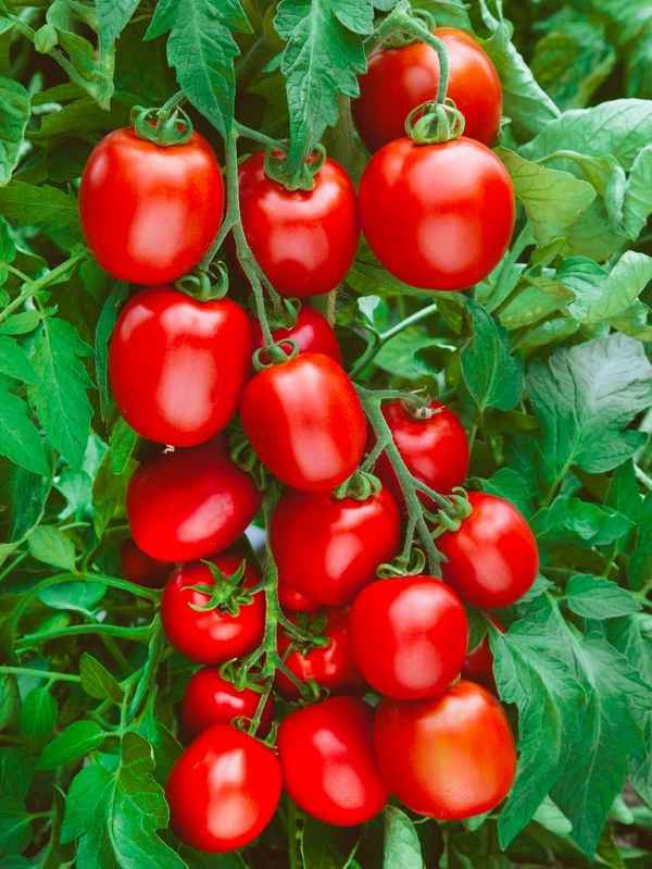 Помидоры Сын героя F1