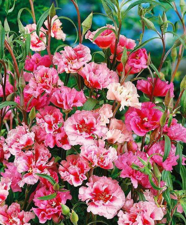 Годеция Крупноцветковая яркий набор