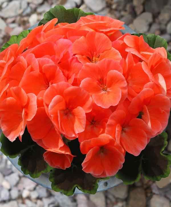 Герань Ночь лососевая