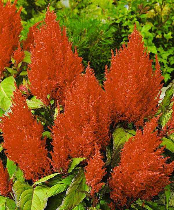 Целозия Красное перо