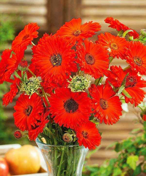 Календула Красная с чёрным центром