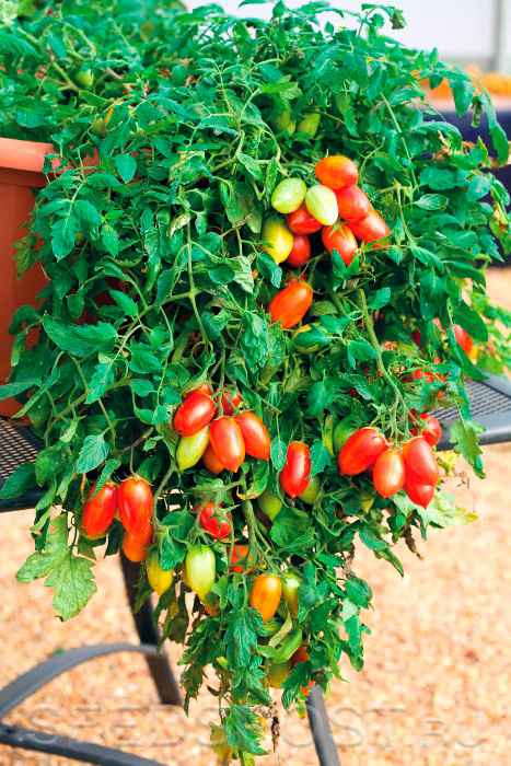 Помидоры Фейерверк