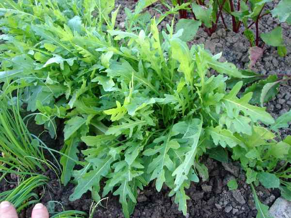 Руккола Рокет