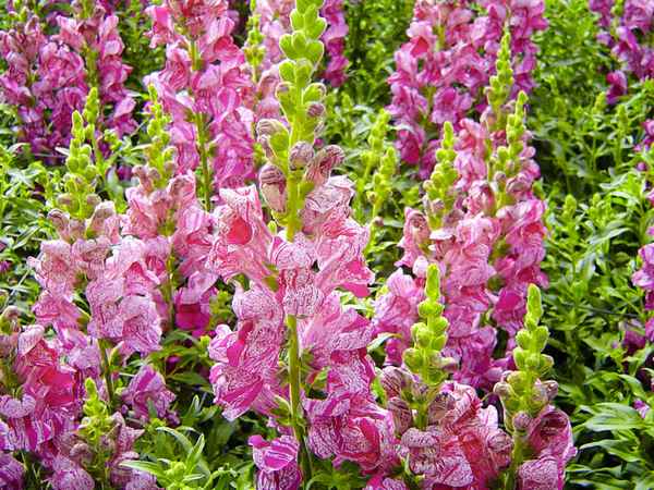 Львиный зев Фиолетовый твист