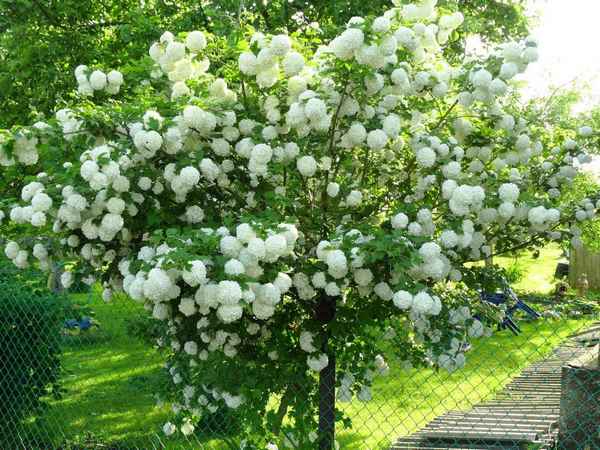 Калина Бульдонеж