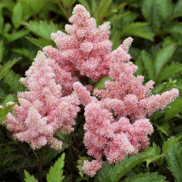 Астильба Мать Тереза