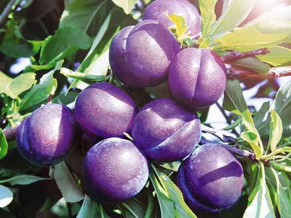 Слива Синильга