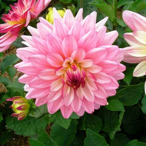 Ге opгины Сальвадор