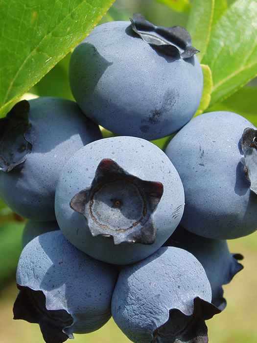 Гoлyбика Айвенго