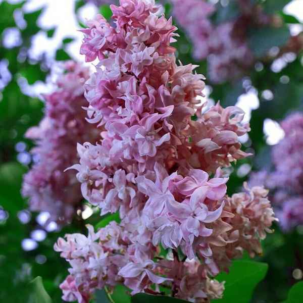 Сирень Олимпиада Колесникова