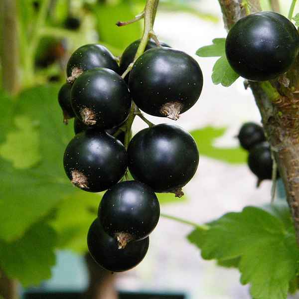 Смородина Бен Хоуп