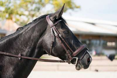 Уздечка для верховой езды 580 Strass  FOUGANZA - купить в интернет-магазине