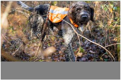 Жилет для охотничьей собаки 100  SOLOGNAC - купить в интернет-магазине