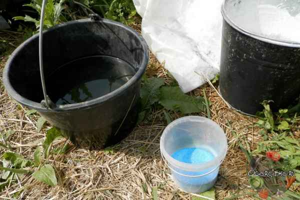 Медный купорос: применение в садоводстве. Как разводить? Обработки осенью, летом, весной
