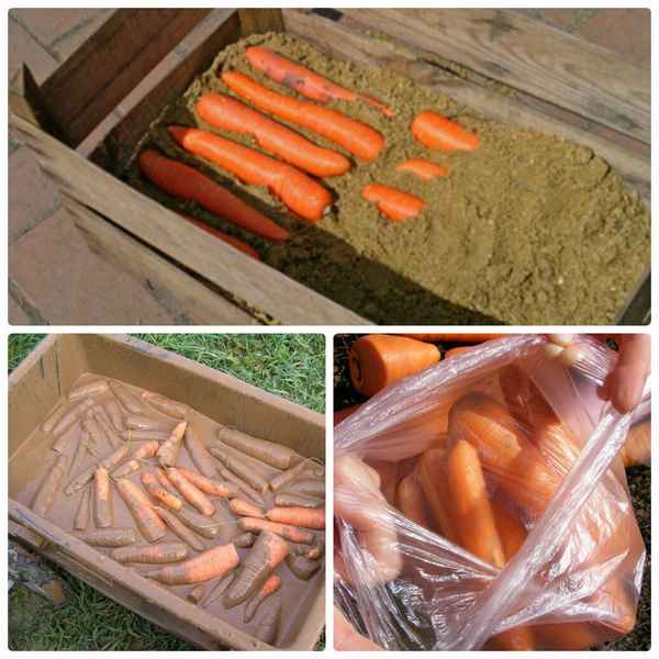 Как хранить морковь в погребе зимой: это реально работаетприкладное садоводство в советах, вопросах и ответах