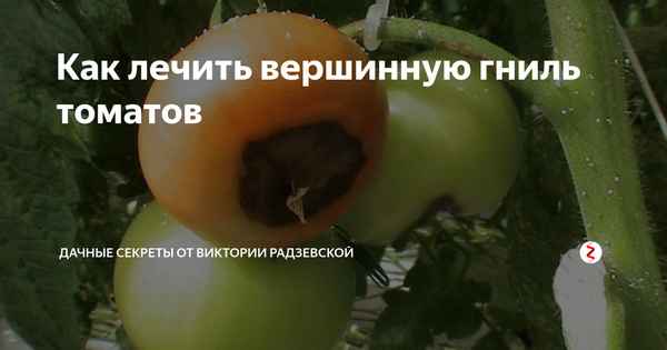 Вершинная гниль томата: как победить –  агрономы советуютприкладное садоводство в советах, вопросах и ответах
