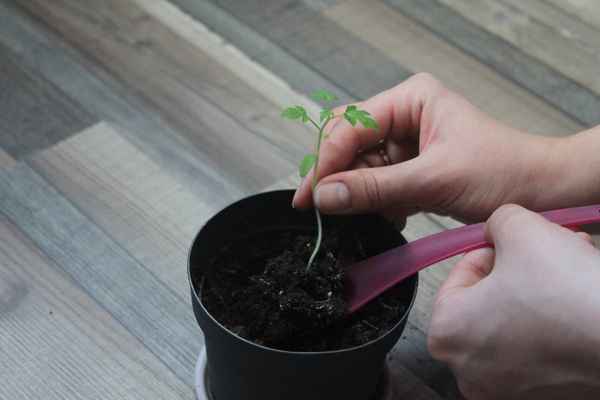 Пикировать помидоры: как, когда, куда: 7 хитростей и 1 видеоприкладное садоводство в советах, вопросах и ответах