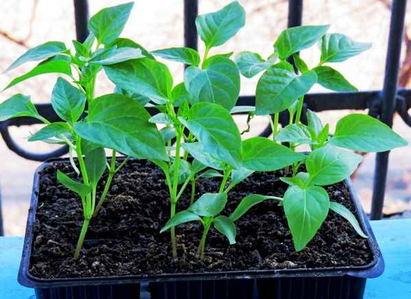 Выращивание рассады перца: хитрости, тонкости, секретыприкладное садоводство в советах, вопросах и ответах