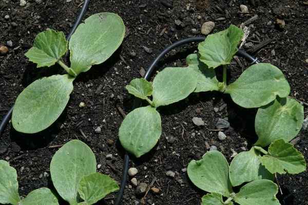 Посадка тыквы на рассаду в 2019: пошаговый инструкажприкладное садоводство в советах, вопросах и ответах