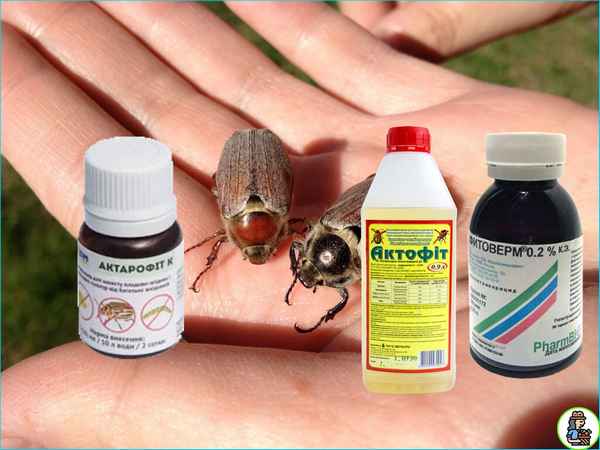 Как бороться с майским жуком? Обзор способов, препаратов и народных средств