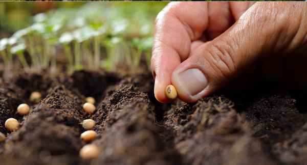 Когда сажать фасоль и как: 5 хитростей посадки в открытый грунт семенами прикладное садоводство в советах, вопросах и ответах