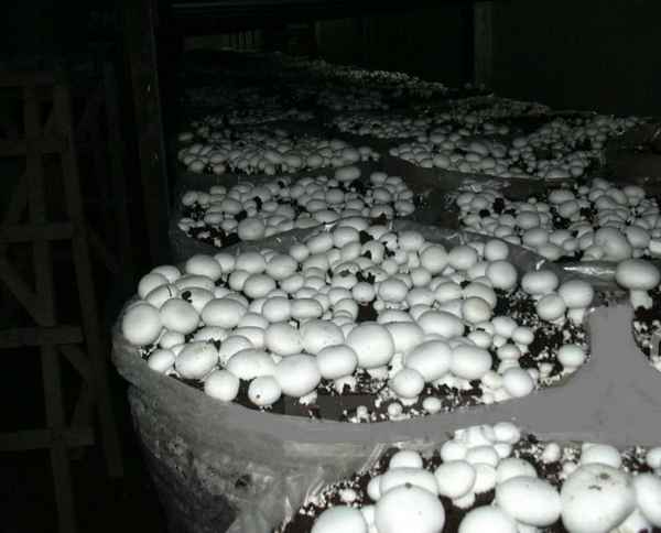 Как выращивать мицелий грибов и собрать большой урожай